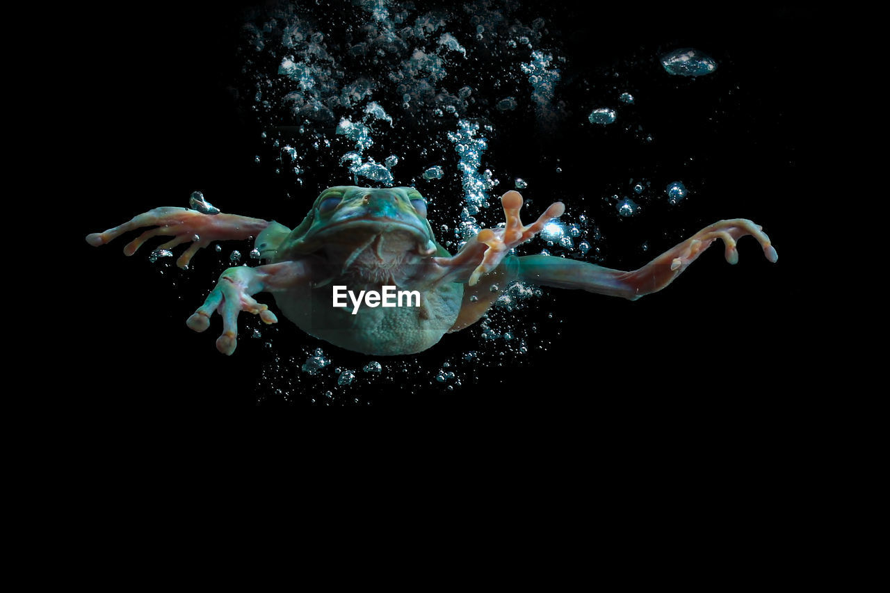 Close-up of tree frog swimming in water against black background