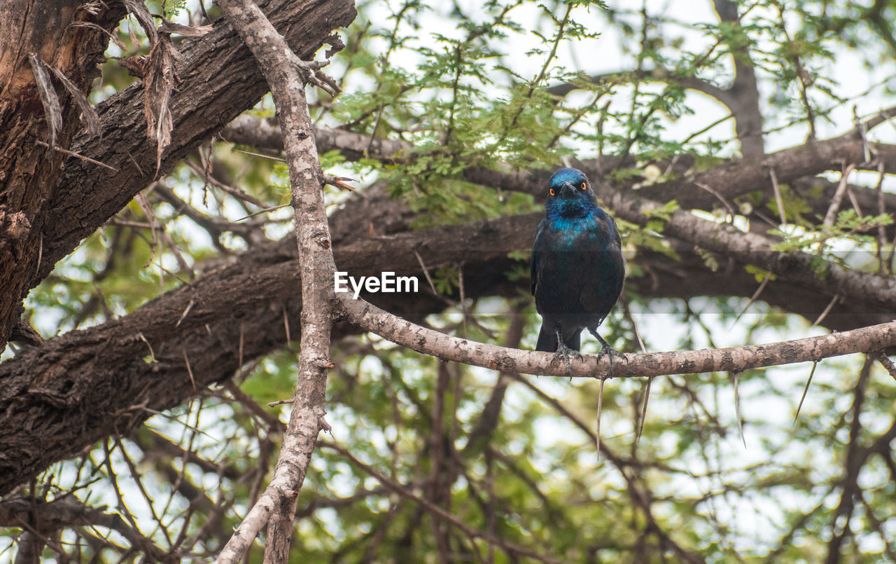 Low angle view of bird perching on branch