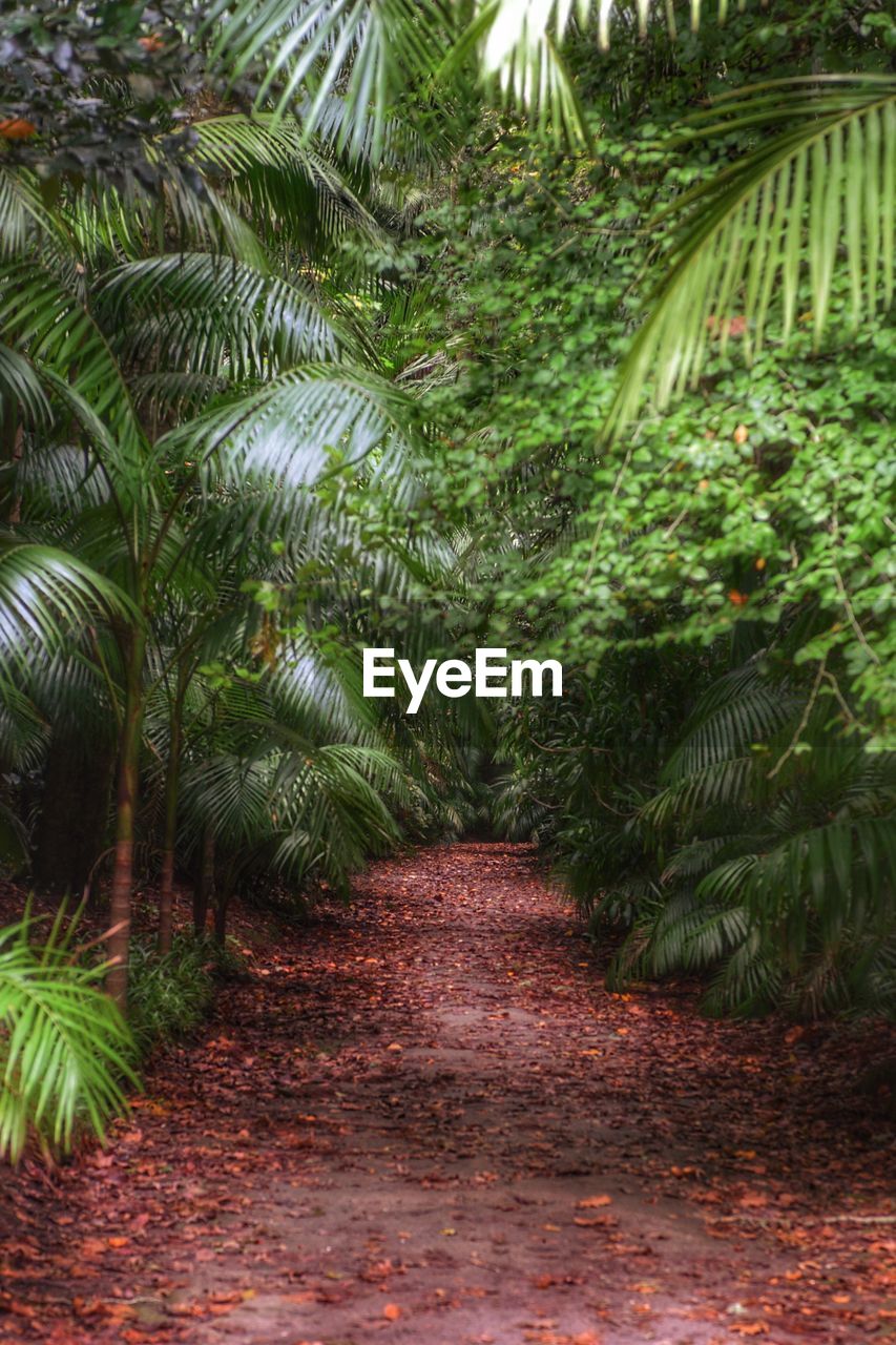 SCENIC VIEW OF PALM TREES AMIDST PLANTS