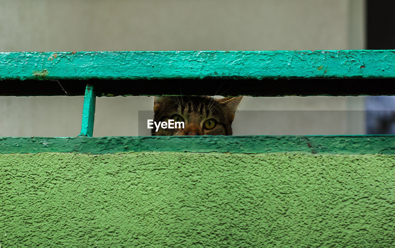 Close-up portrait of cat