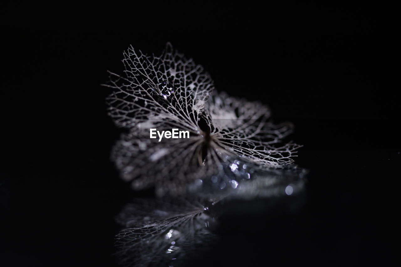 Close-up of wet dry flower against black background