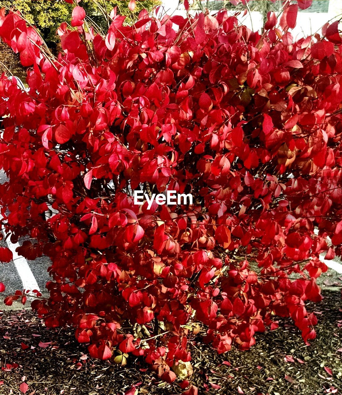 RED FLOWERS BLOOMING OUTDOORS