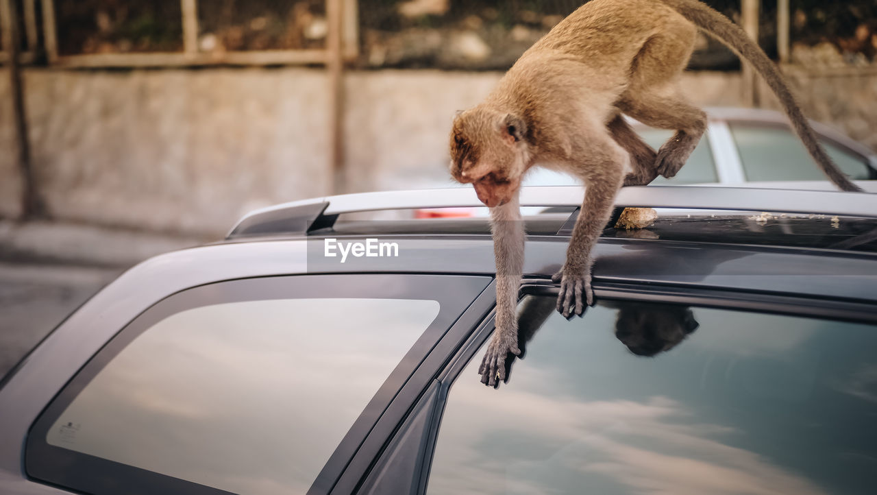 View of monkey drinking from car