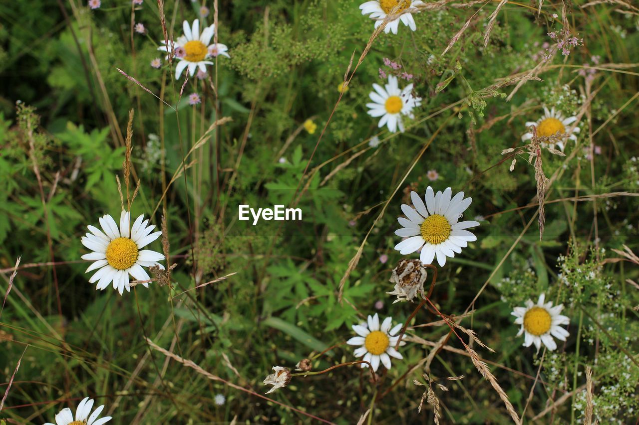 High angle view of fresh chamomile blooming in garden