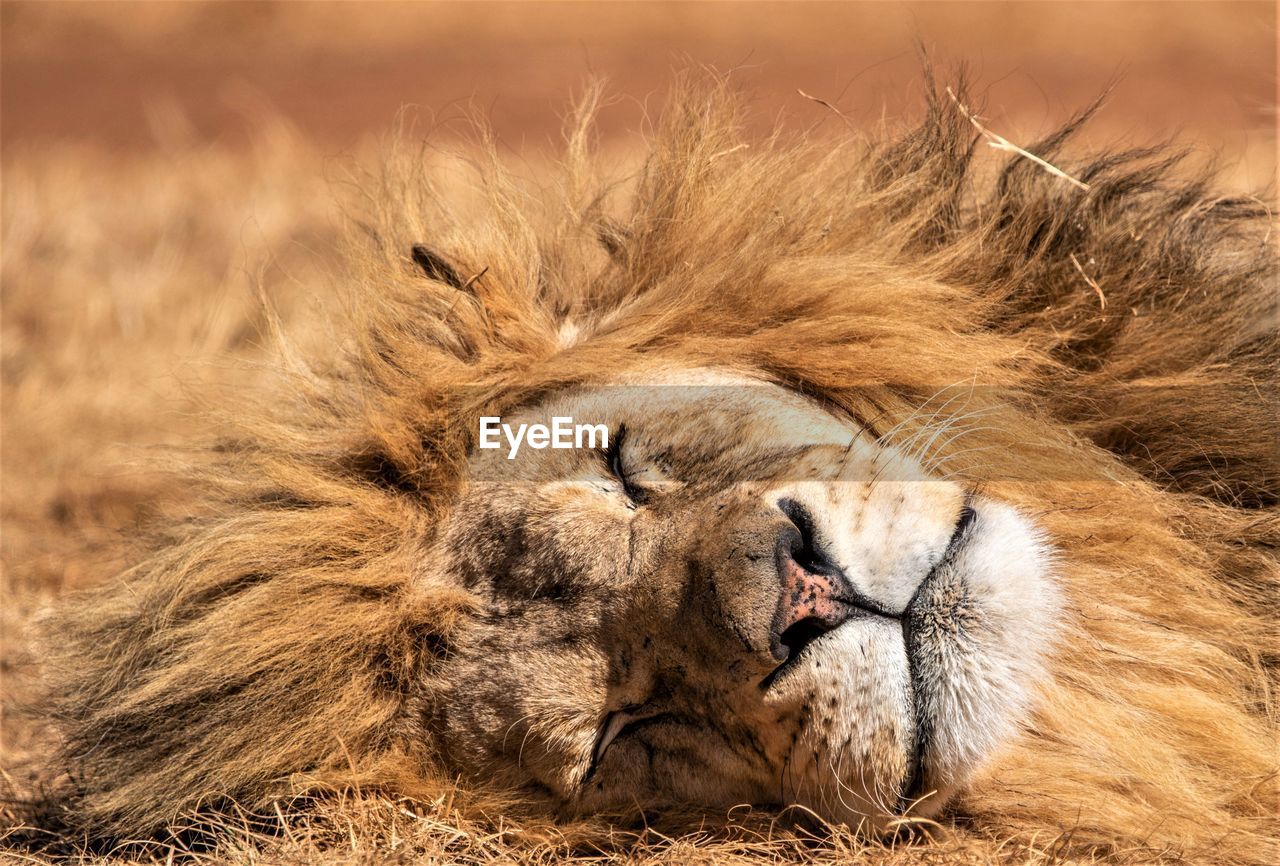 Close-up of lion sleeping on field