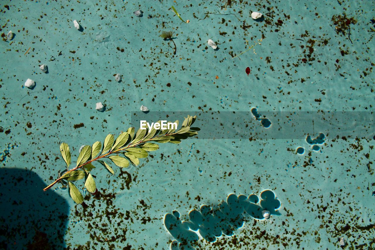 High angle view of leaves in water