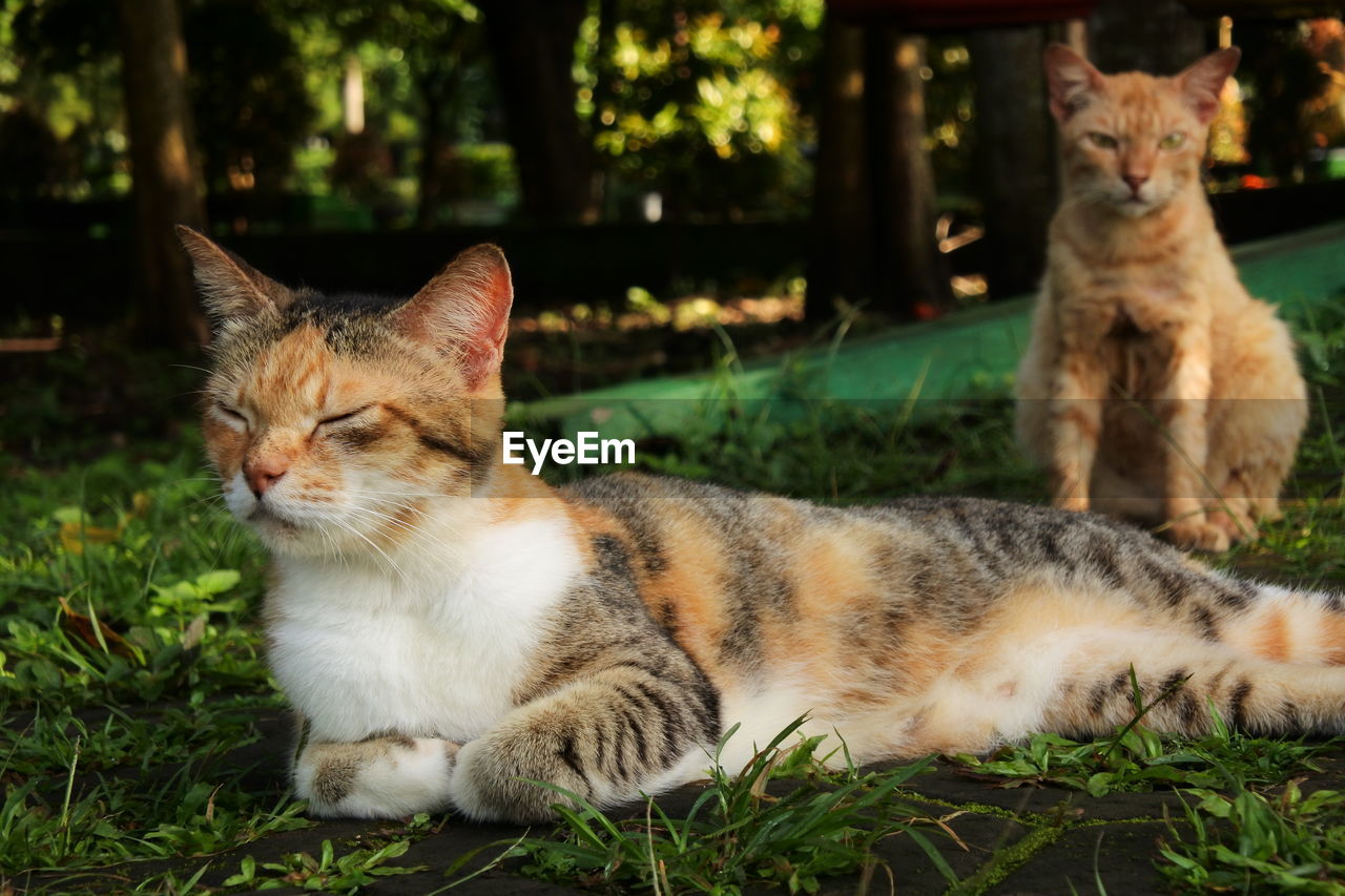 CAT RESTING IN A GRASS LOOKING AWAY