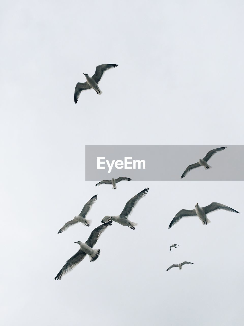 Low angle view of seagulls flying against clear sky
