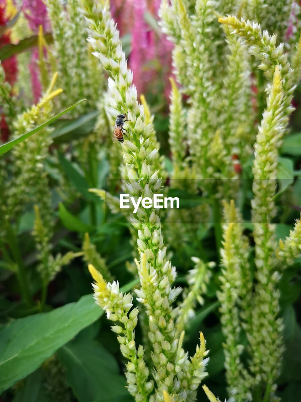 CLOSE-UP OF INSECT ON GREEN FLOWER