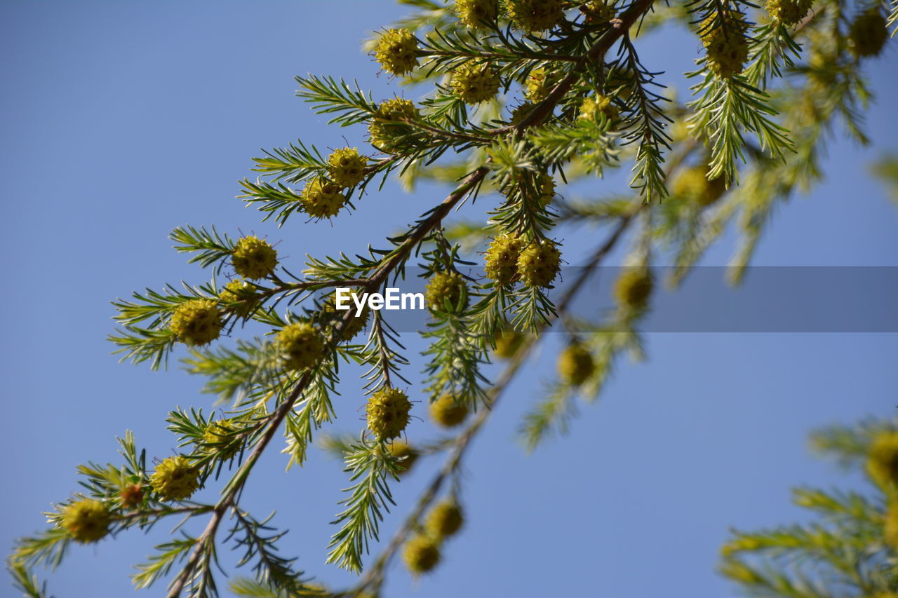 LOW ANGLE VIEW OF PINE TREE AGAINST CLEAR BLUE SKY