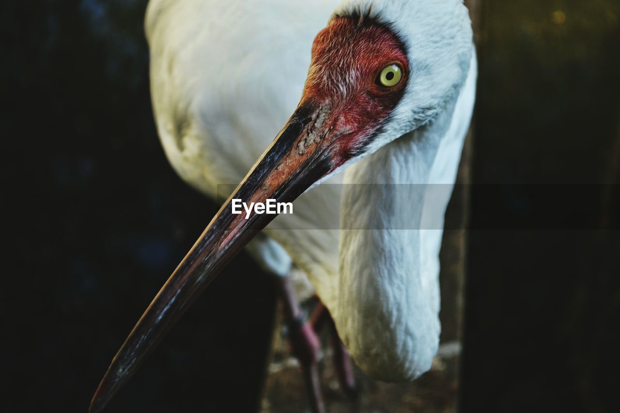Close-up of ibis