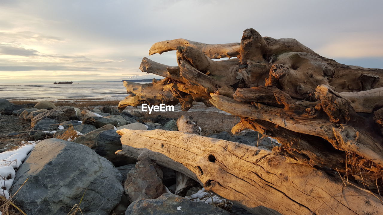 Driftwood at beach against sky during winter