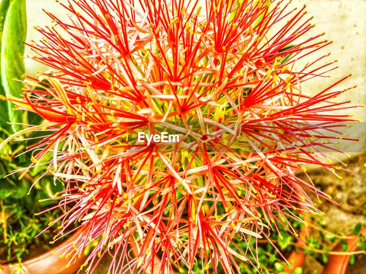 CLOSE-UP OF RED SUCCULENT PLANT