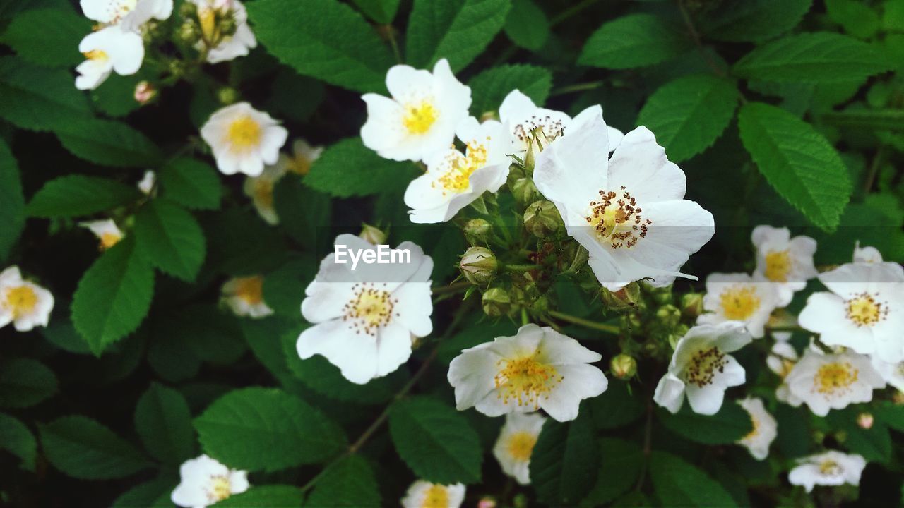 High angle view of wild rose blooming outdoors