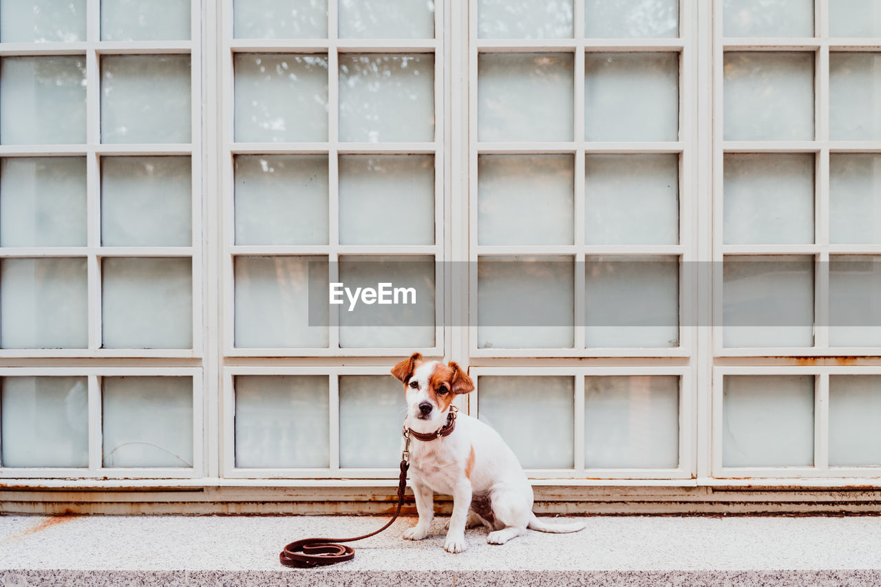 DOG SITTING AGAINST WINDOW