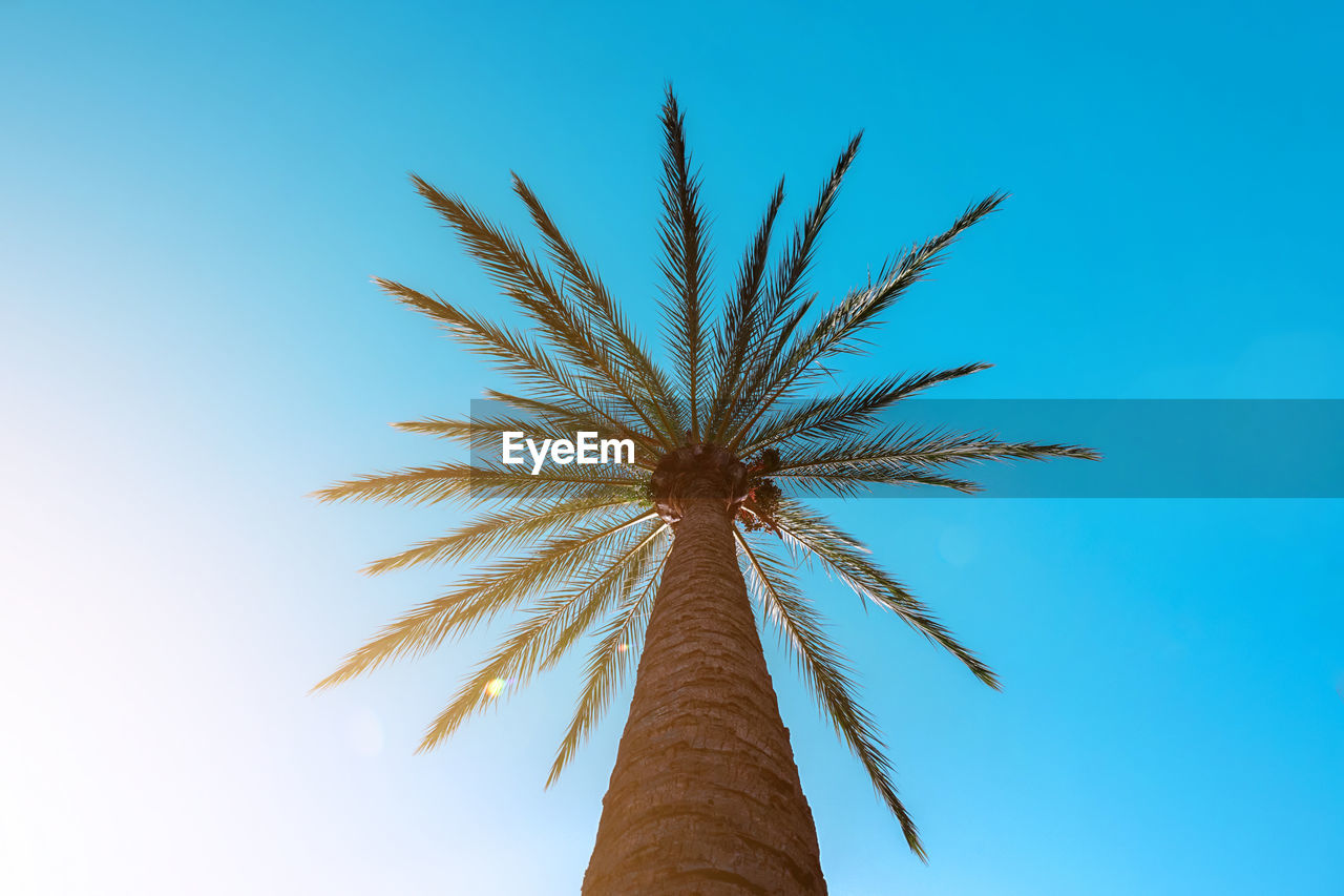 palm tree, sky, tropical climate, blue, nature, tree, low angle view, plant, date palm tree, clear sky, no people, leaf, outdoors, branch, day, beauty in nature, flower, palm leaf, sunny, copy space, growth, wind, tropical tree