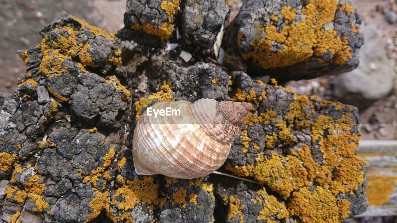 Close-up of sea shell on rock