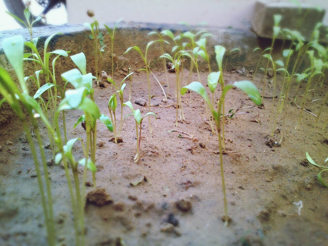 Close-up of seedlings growing in flowerpot