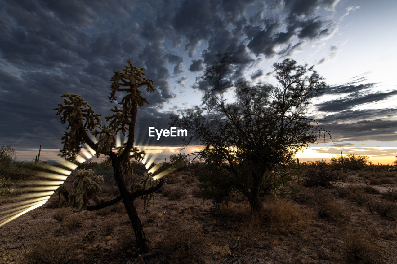 TREES IN FIELD AGAINST DRAMATIC SKY
