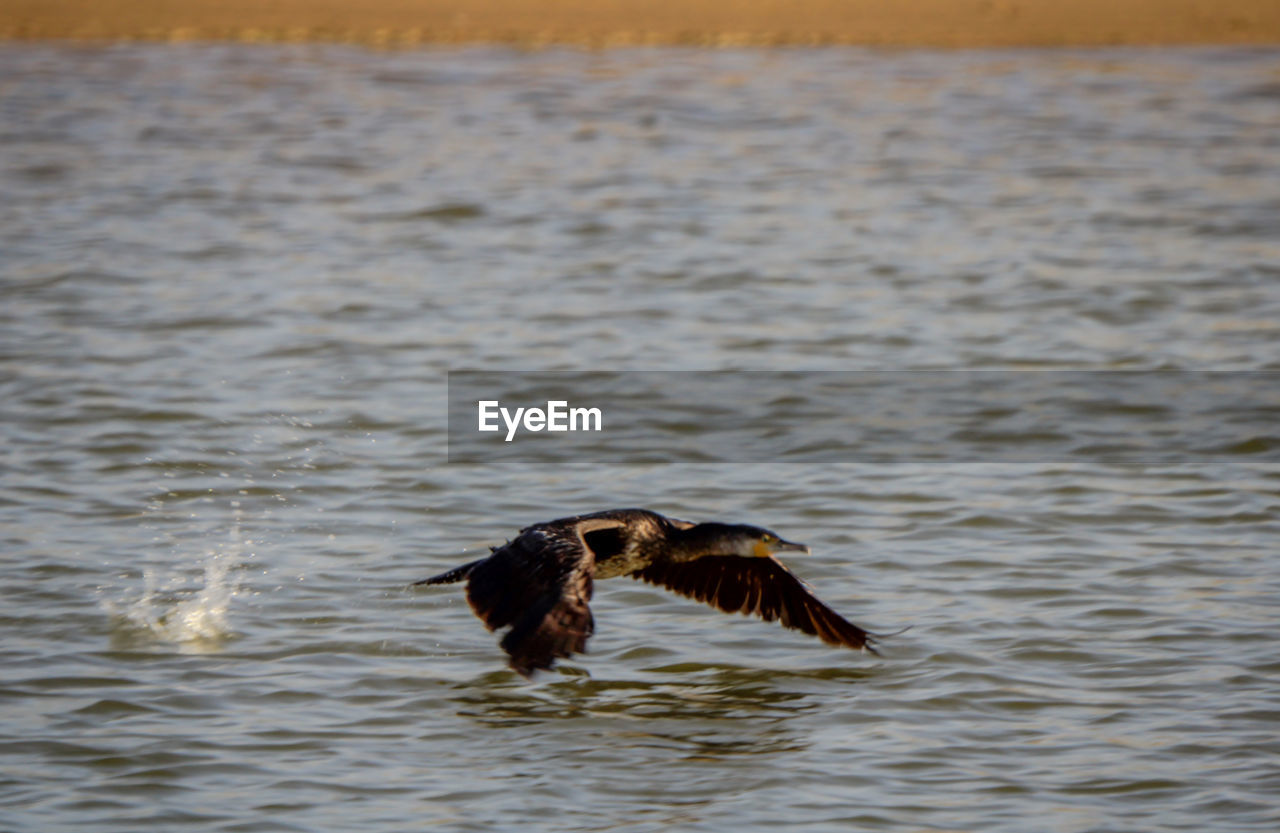 DUCK FLYING OVER LAKE