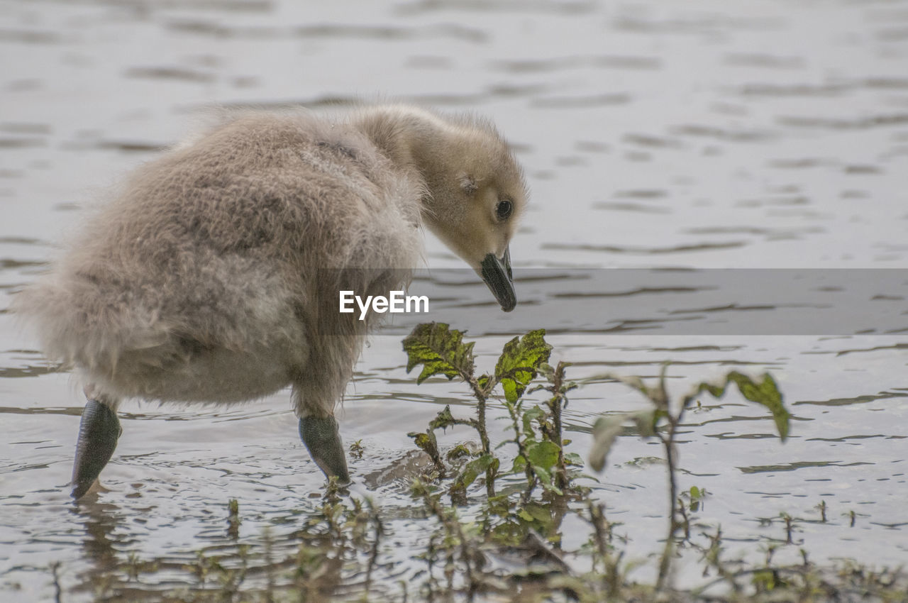 Close-up of cygnet in lake