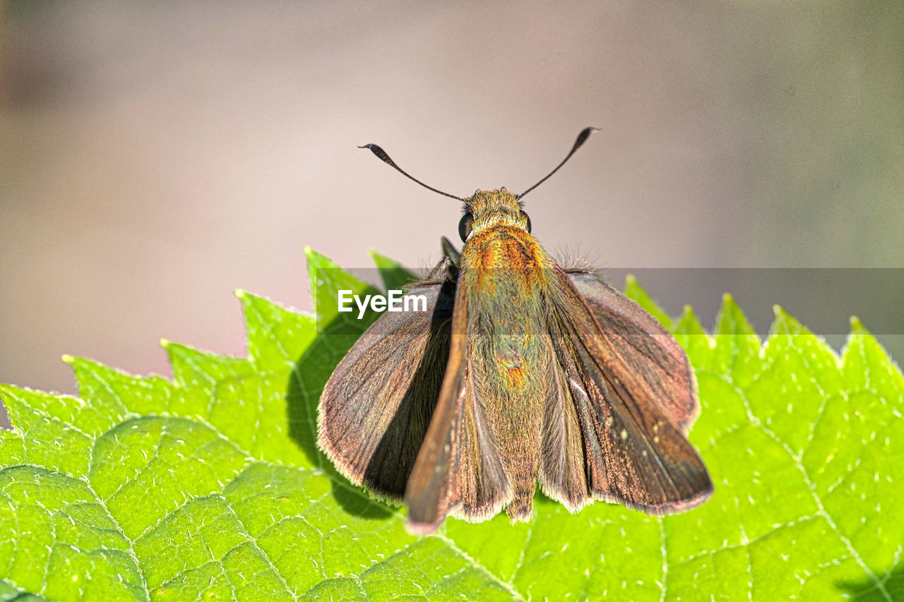 CLOSE-UP OF BUTTERFLY ON PLANT