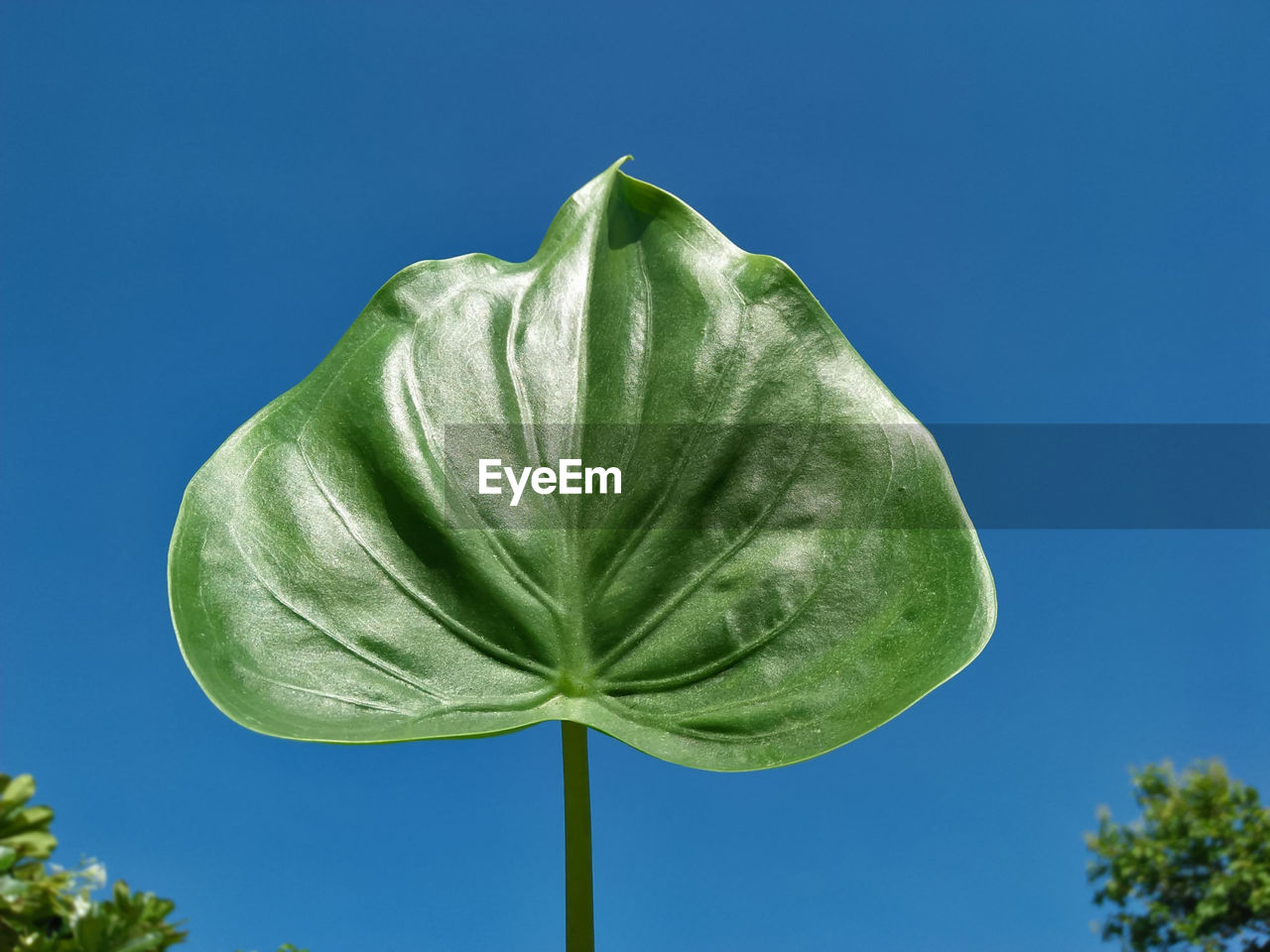 Low angle view of green leaf against blue sky