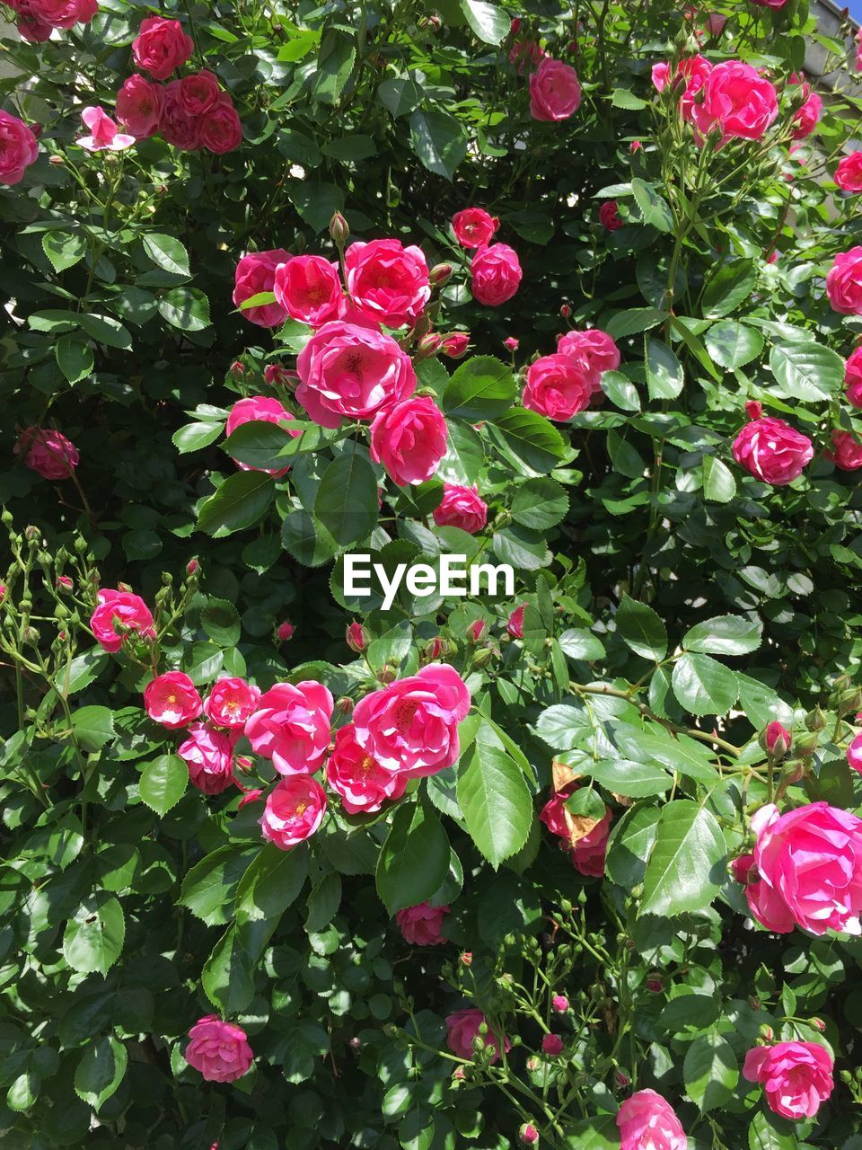 Close-up of pink flowers