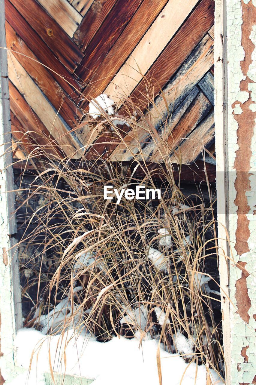 CLOSE-UP OF DRIED PLANTS ON WOOD