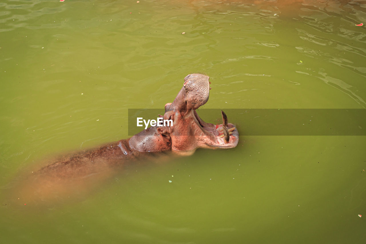 High angle view of swimming in lake