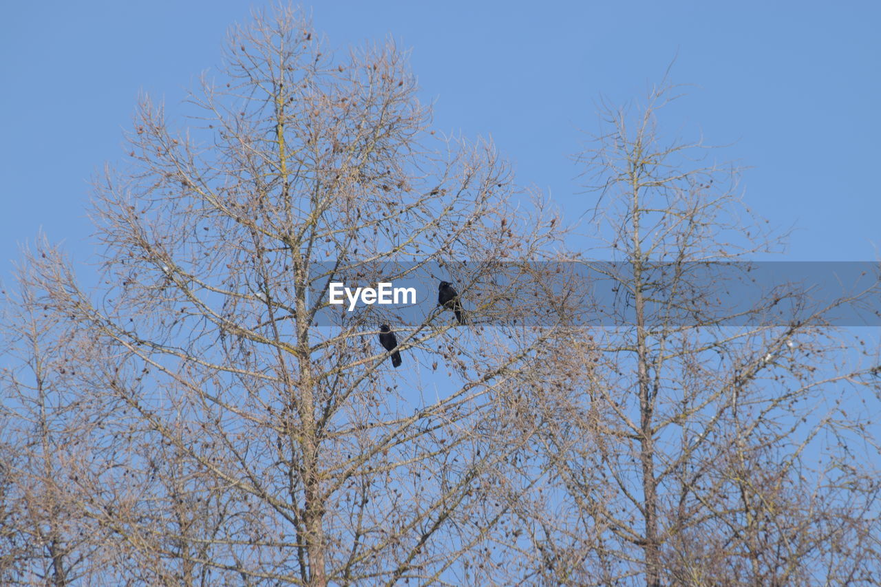 LOW ANGLE VIEW OF EAGLE FLYING AGAINST BARE TREE