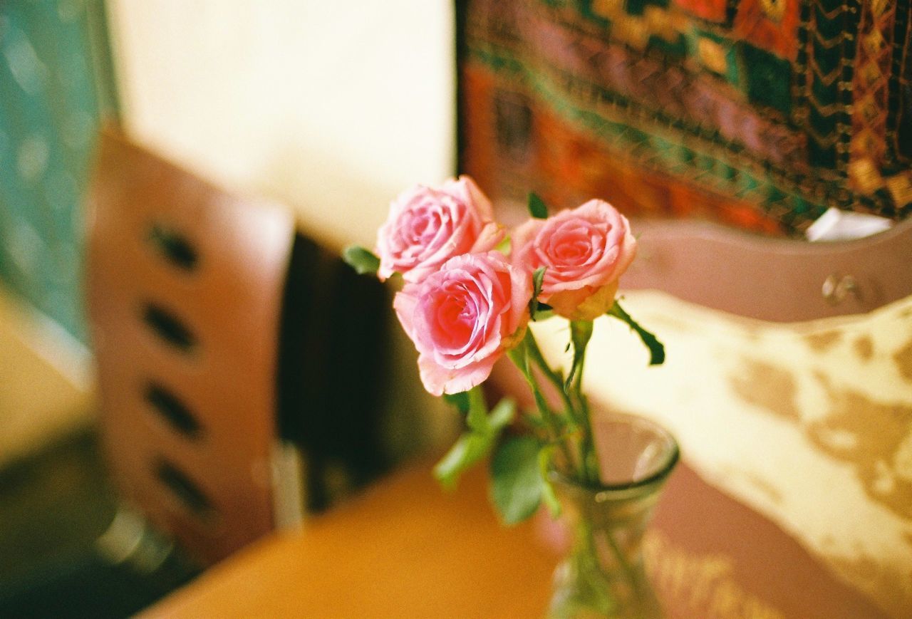 Close-up of pink rose