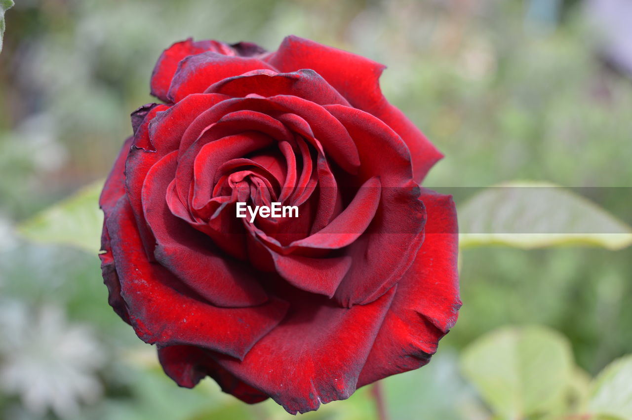 CLOSE-UP OF RED ROSE IN BLOOM