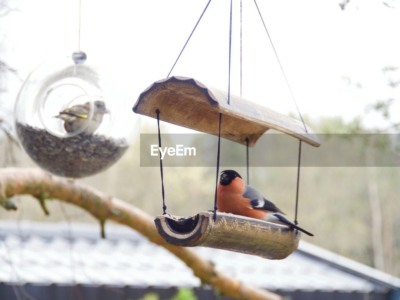 Close-up of bird perching on feeder