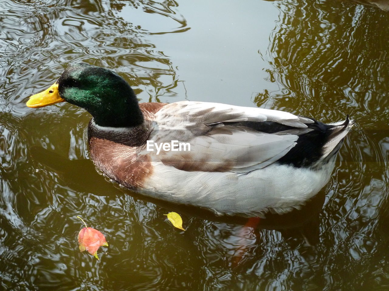 HIGH ANGLE VIEW OF DUCKS SWIMMING IN LAKE