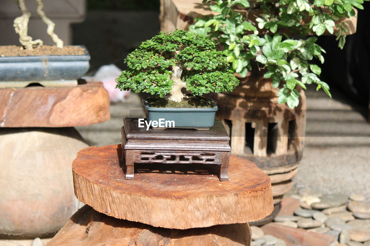 Close-up of potted plants in yard