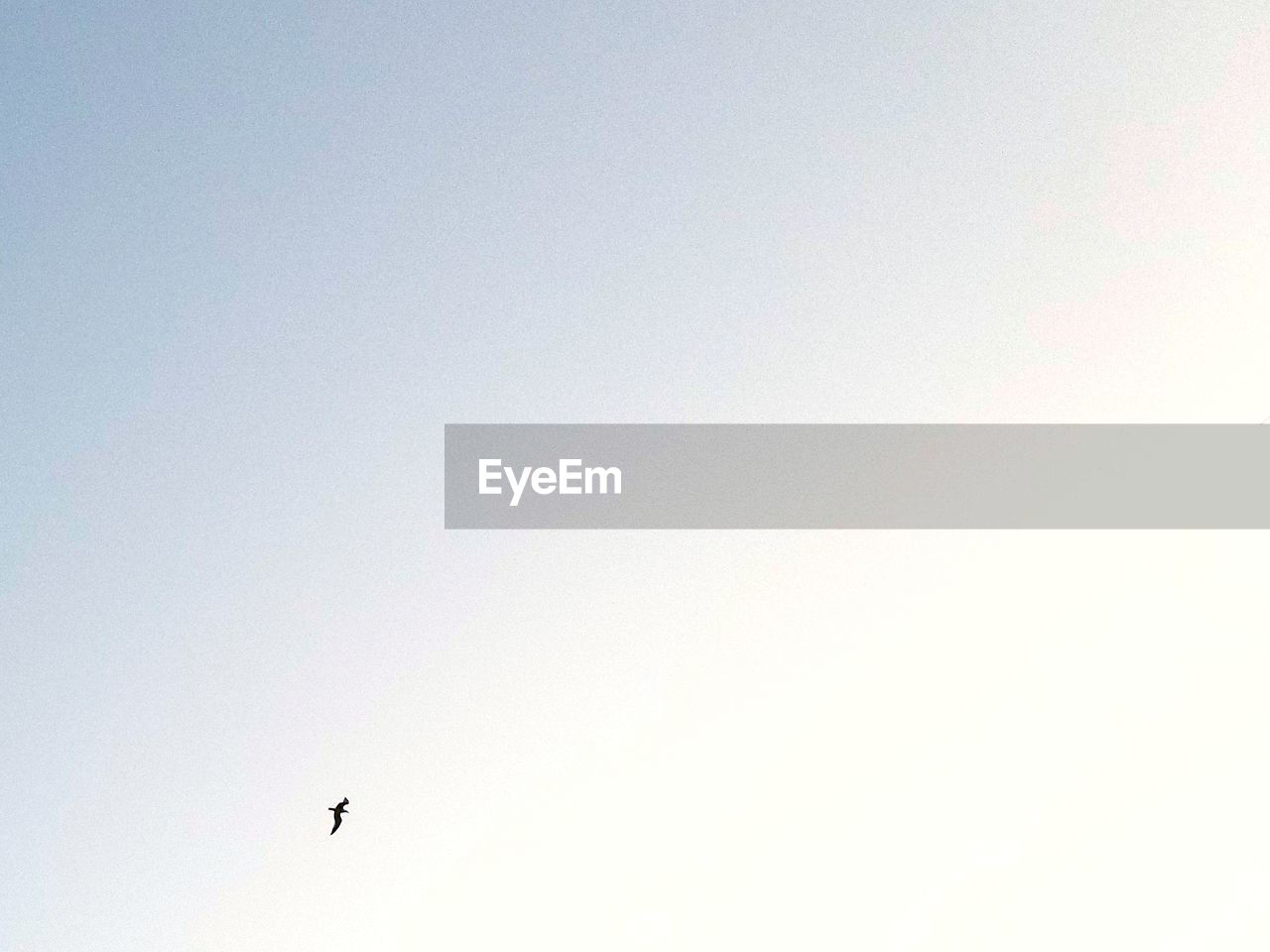 LOW ANGLE VIEW OF SILHOUETTE BIRDS AGAINST CLEAR SKY