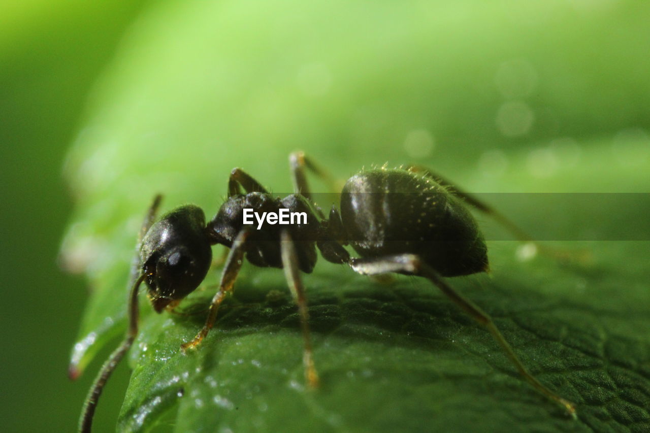 CLOSE-UP OF ANTS