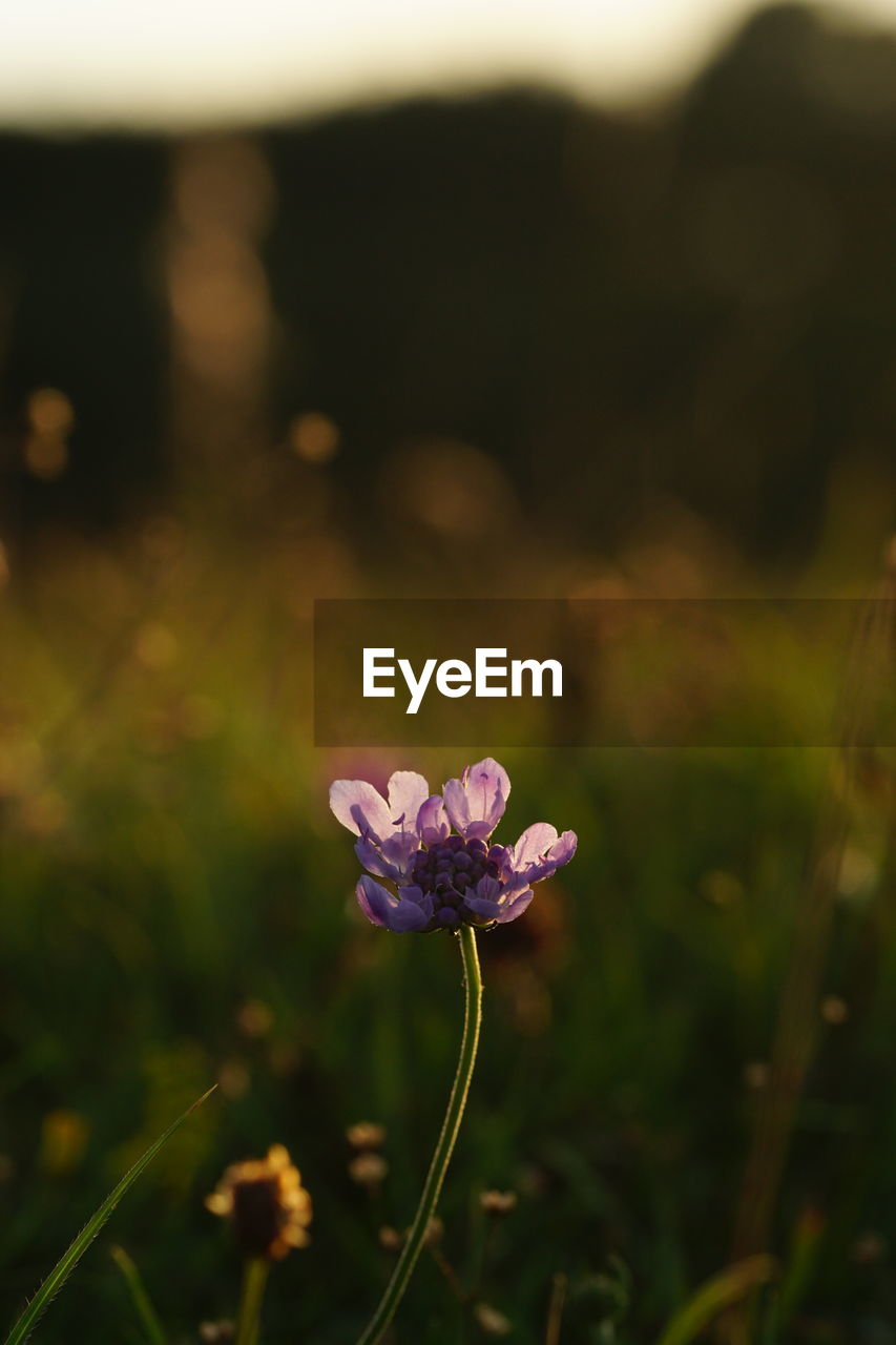 Close-up of purple flowering plant on field