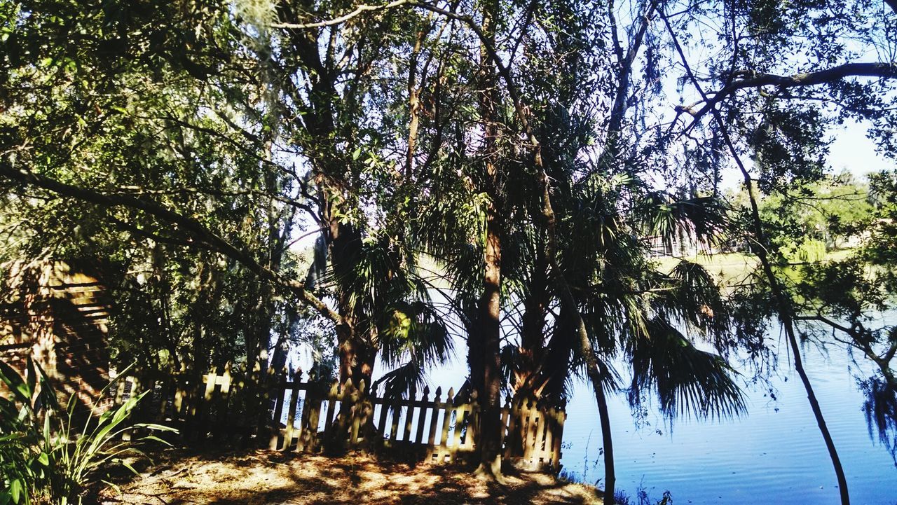 LOW ANGLE VIEW OF TREE IN FOREST