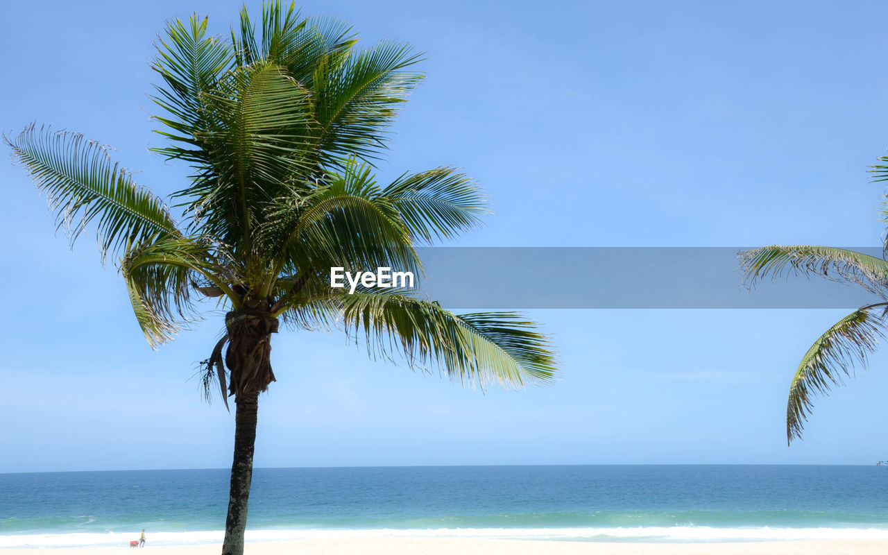 PALM TREES AT BEACH AGAINST CLEAR BLUE SKY