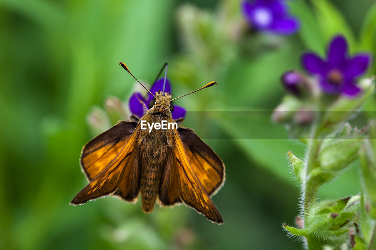 Close-up of butterfly pollinating on flower