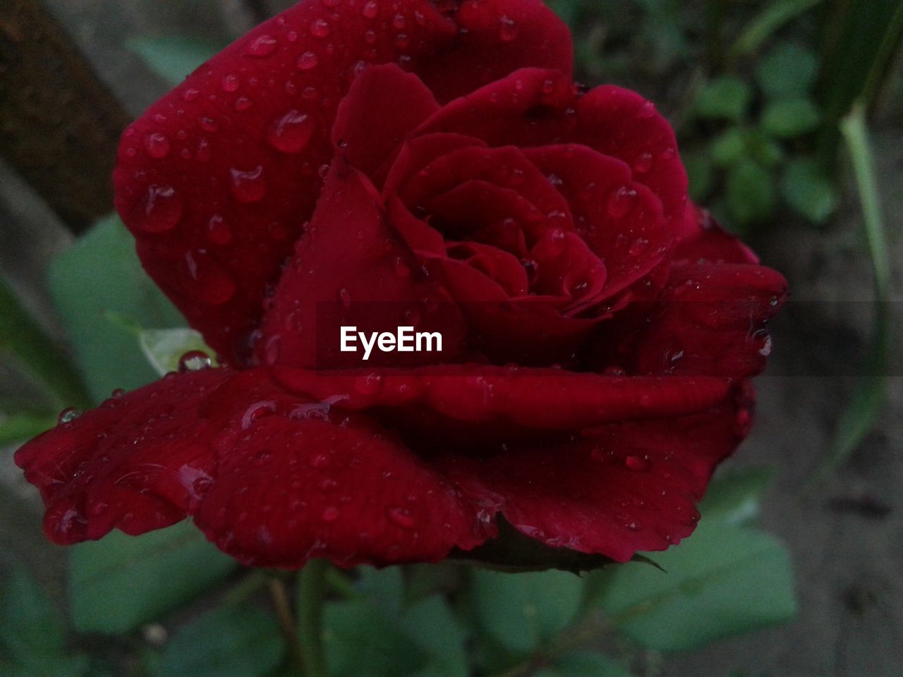 CLOSE-UP OF WET RED ROSES