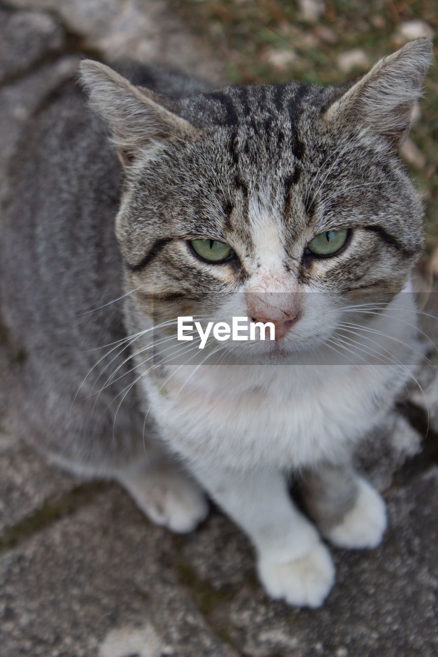 Close-up portrait of tabby cat