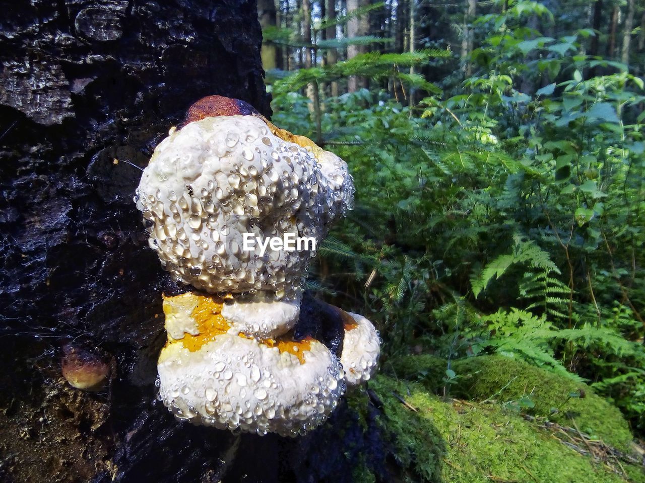 Close-up of lizard on tree