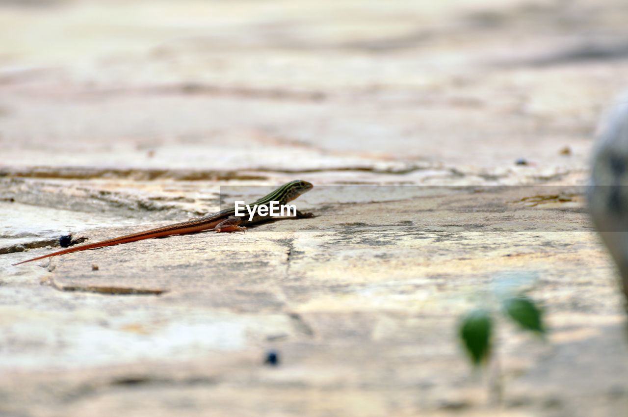 CLOSE-UP OF GRASSHOPPER