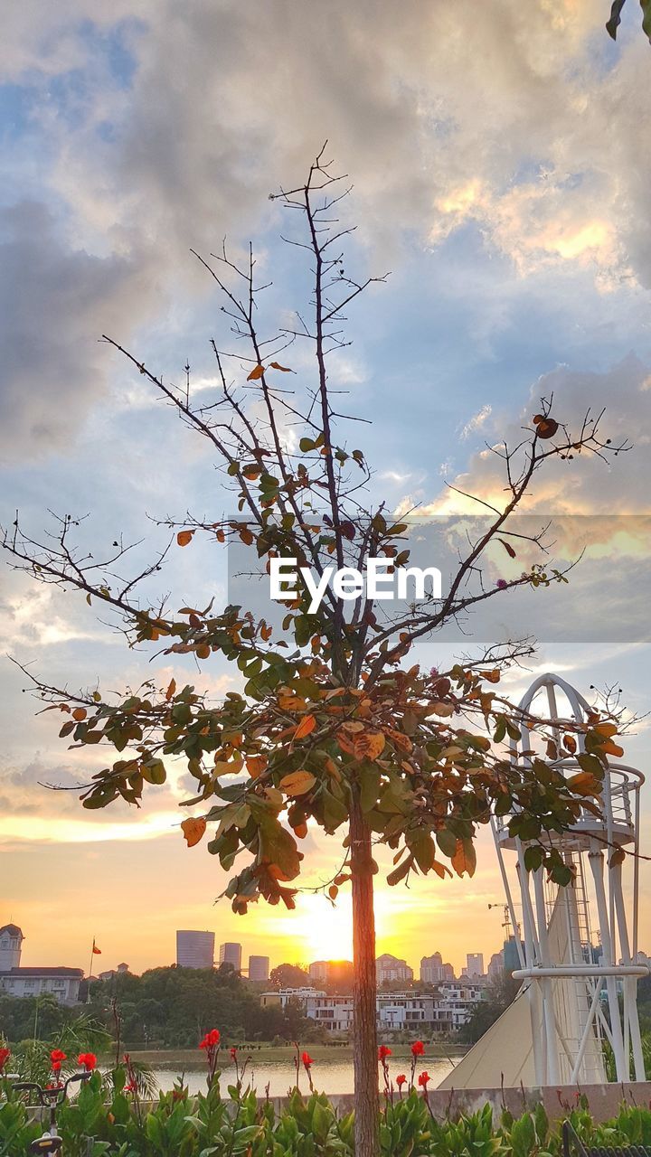 TREES AND PLANTS AGAINST SKY