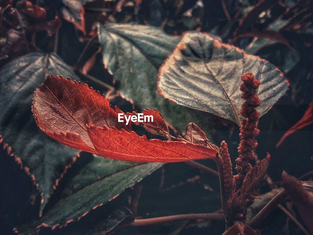 CLOSE-UP OF DRY MAPLE LEAVES