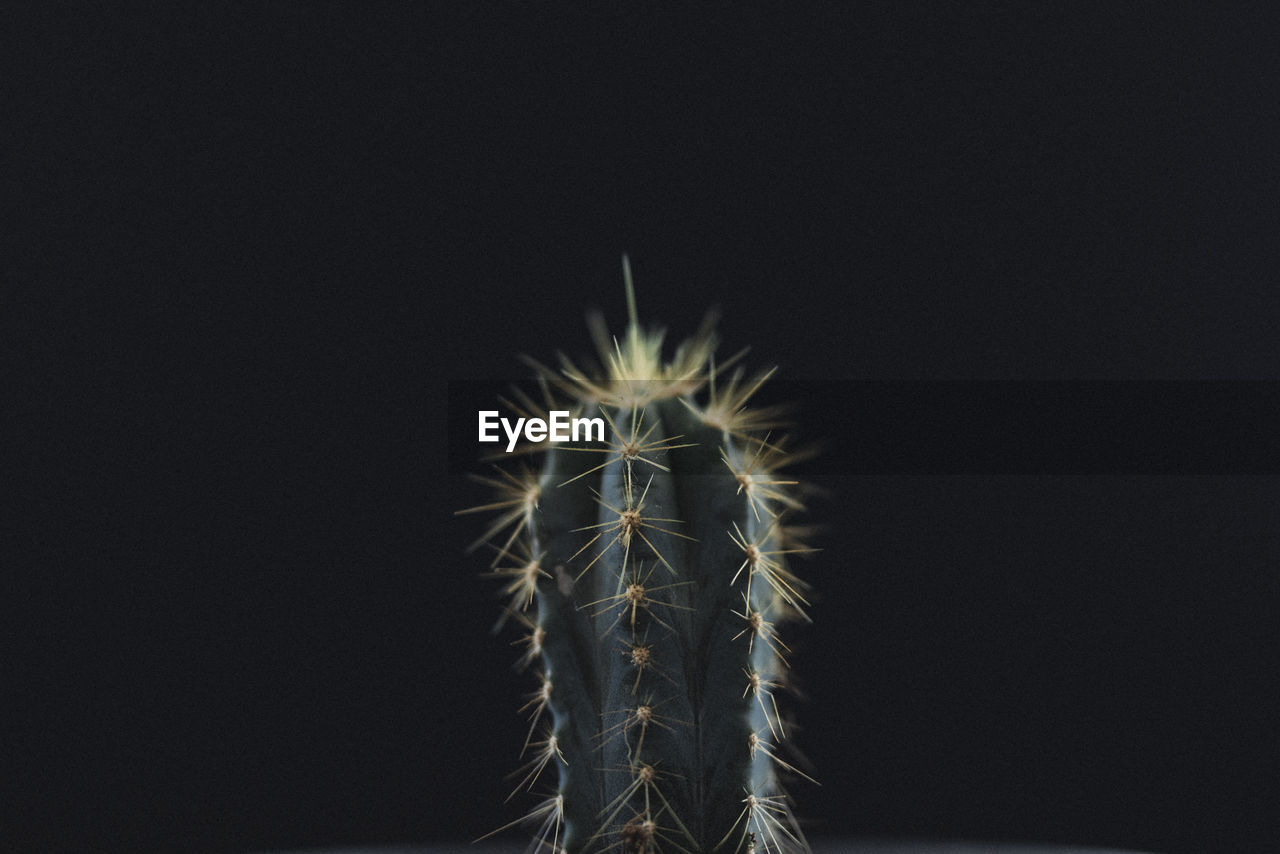 Close-up of cactus plant against black background