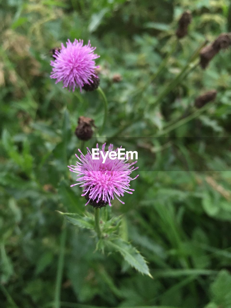 Close-up of thistle blooming outdoors